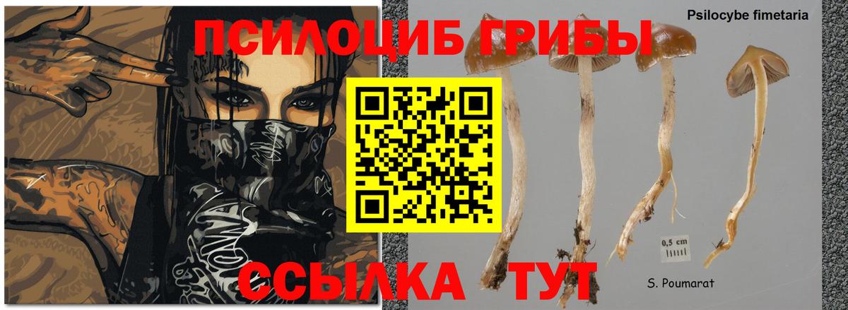 Чехов  Галлюциногенные грибы Cubensis  Вход с VPN 